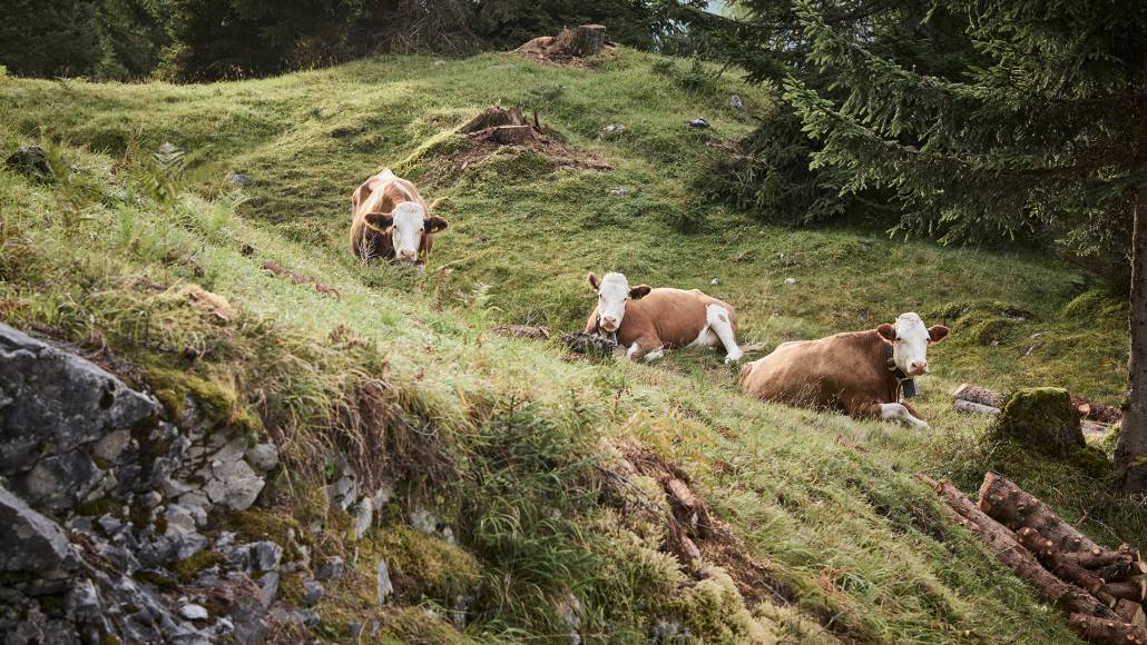 Kühe auf der Wiese Hotel mit eigener Landwirtschaft Der Brandstetterhof