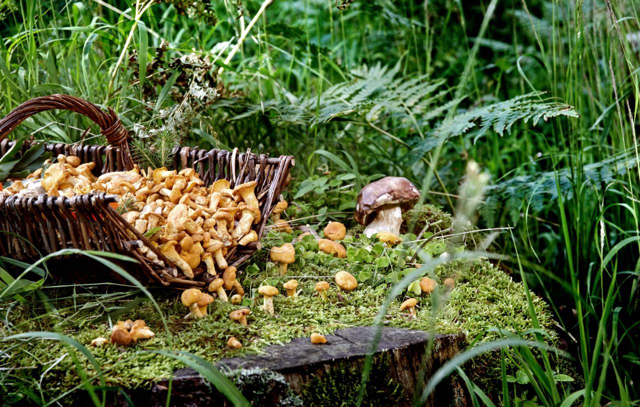 Pfifferlinge in Weidenkorb auf Moosstamm