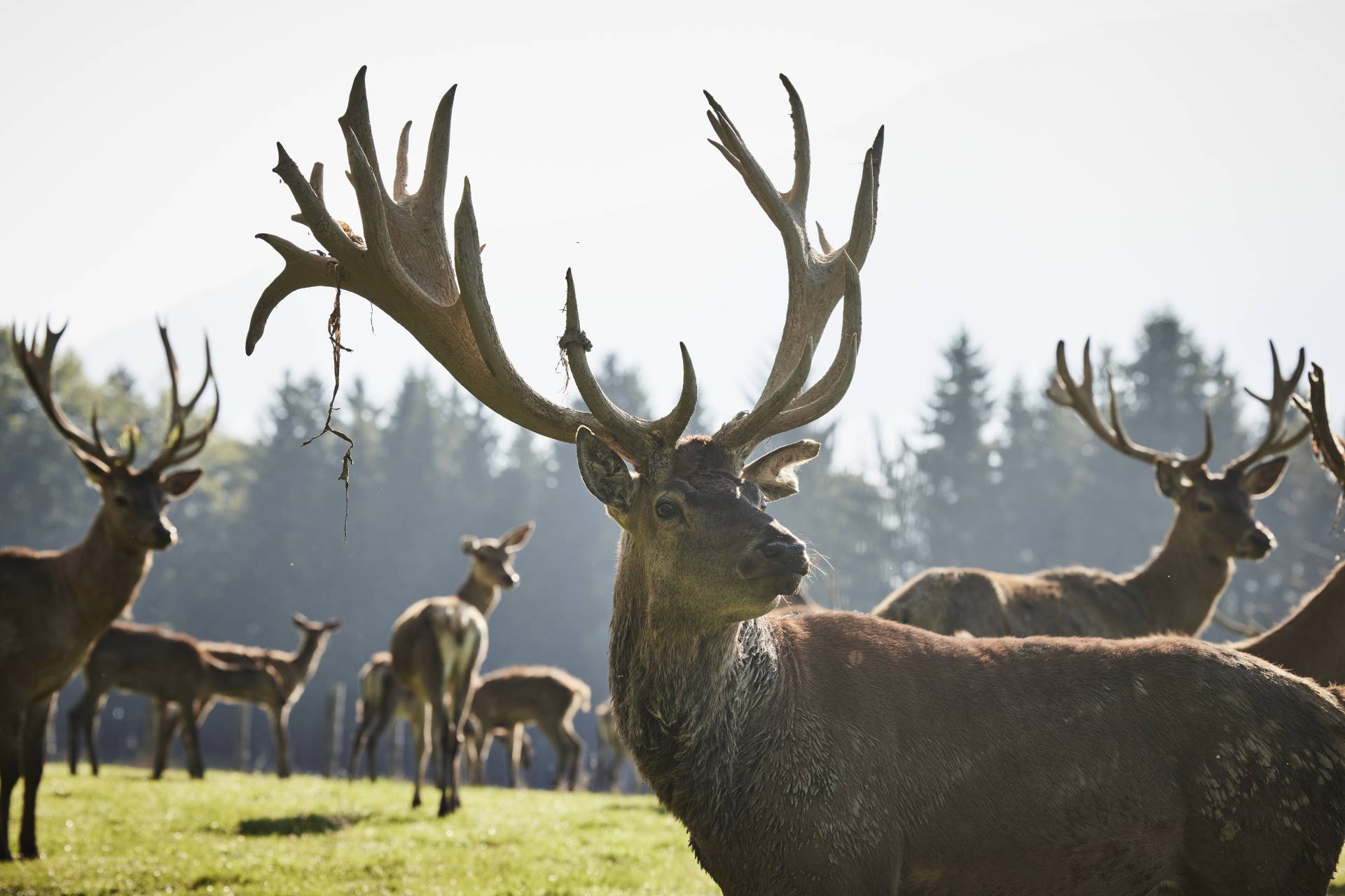 Karwendel Hirsch im Rudel
