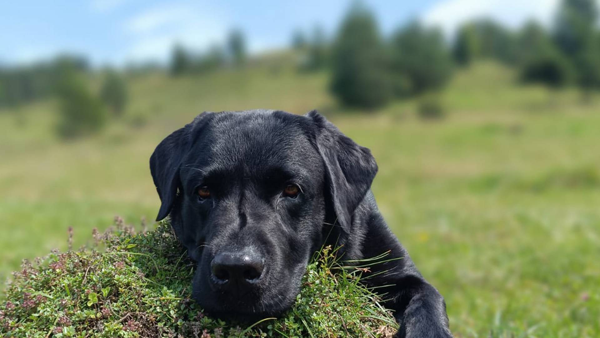 Haustierfrei & allergikerfreundlich: Für Ihre angenehmen Tage - Der Brandstetterhof