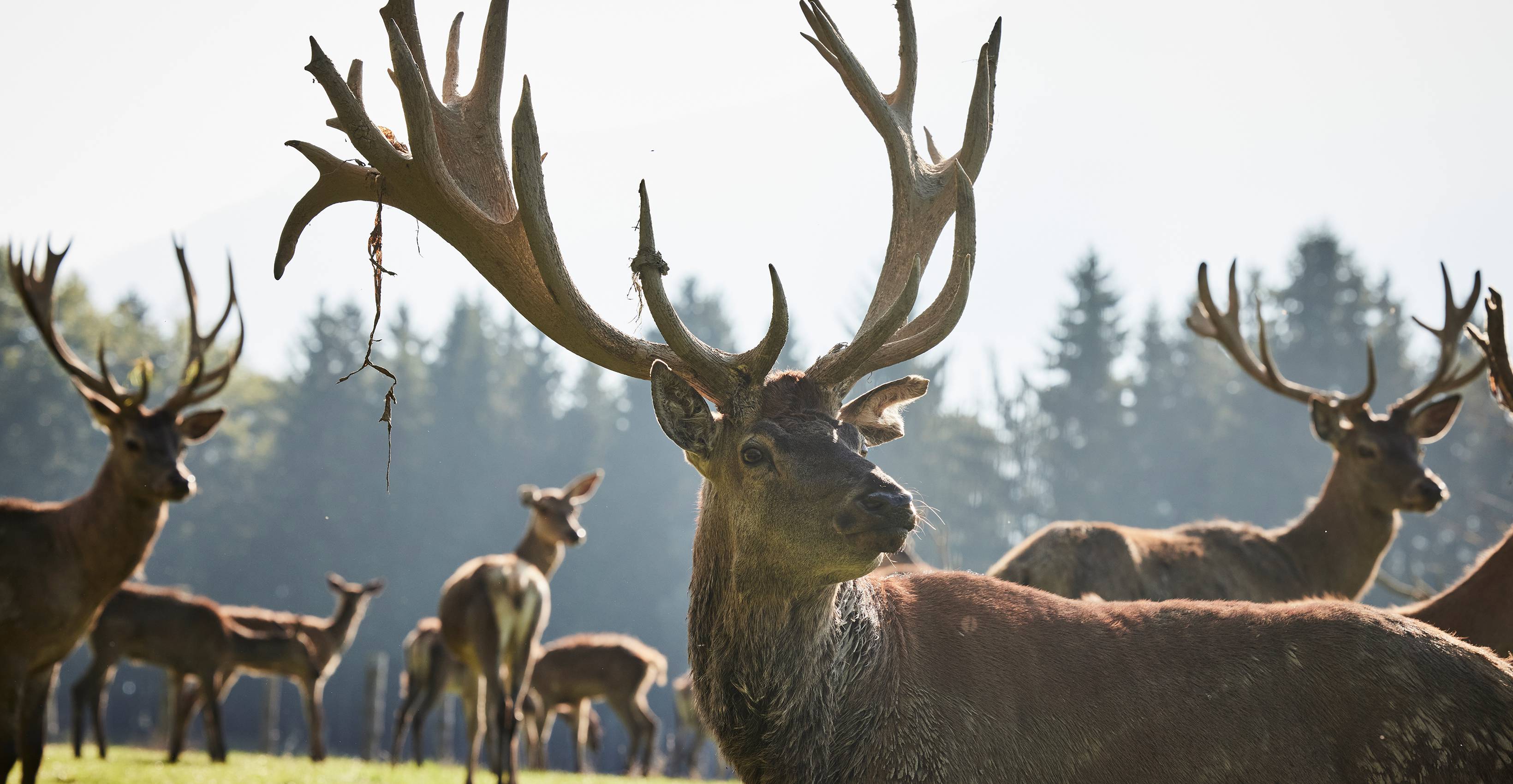 Jednota zvířat a přírody - Der Brandstetterhof