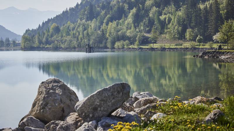 Seeufer mit Blumen und Blick auf den See