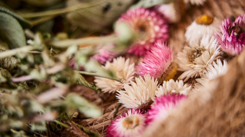 Essblumen im Gemüsegarten - Der Brandstetterhof