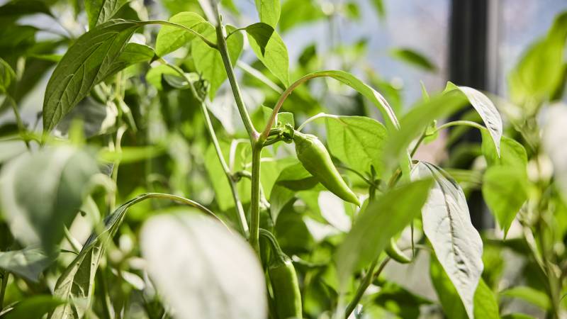 Grüne Chili im Gemüsegarten - Der Brandstetterhof