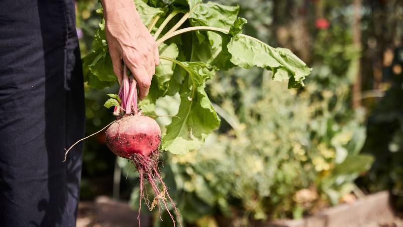Rote Beete in der Hand einer Dame im Gemüsegarten - Der Brandstetterhof