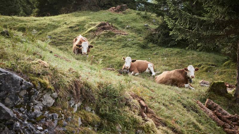 Drei Kühe liegen auf der Wiese - Der Brandstetterhof