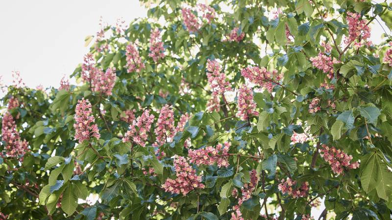 Kastanienblüte - Der Brandstetterhof