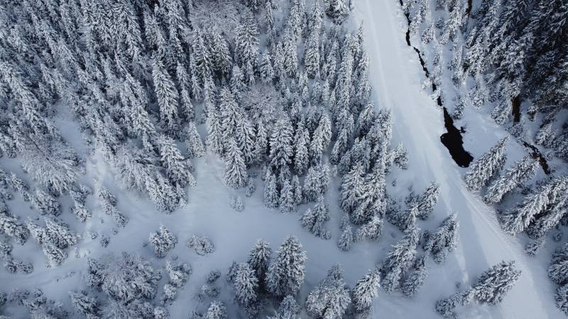 Winterwald - Der Brandstetterhof