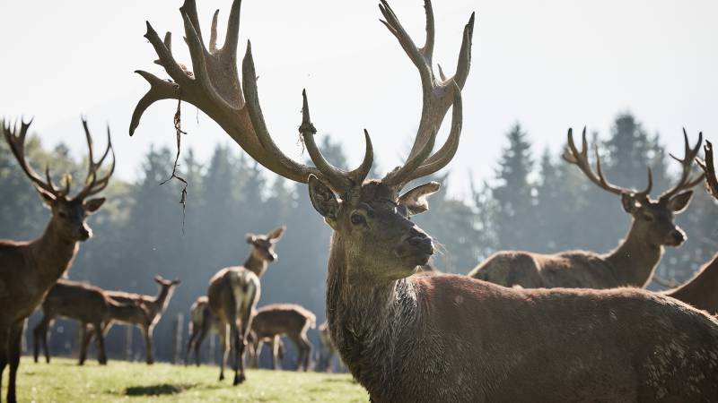 Hirschgehege mit einem Rudel Hirsch