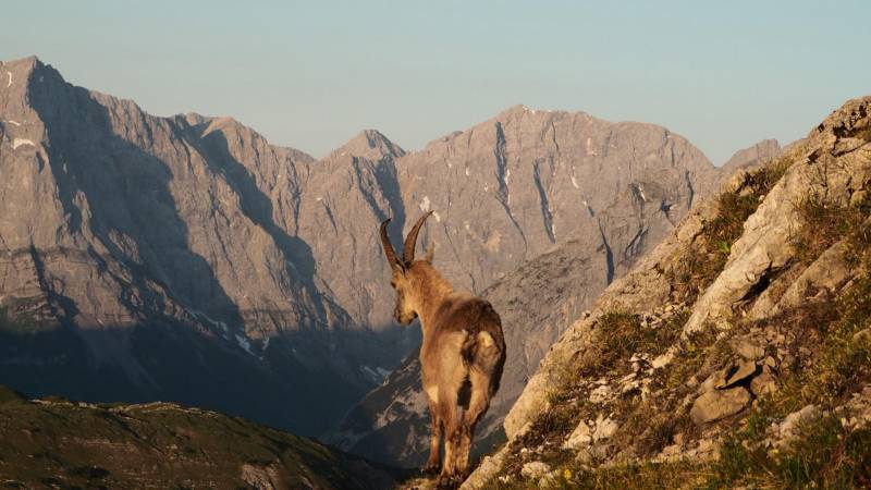 Ein kleiner Steinbock genießt den Ausblick im Naturpark Karwendel