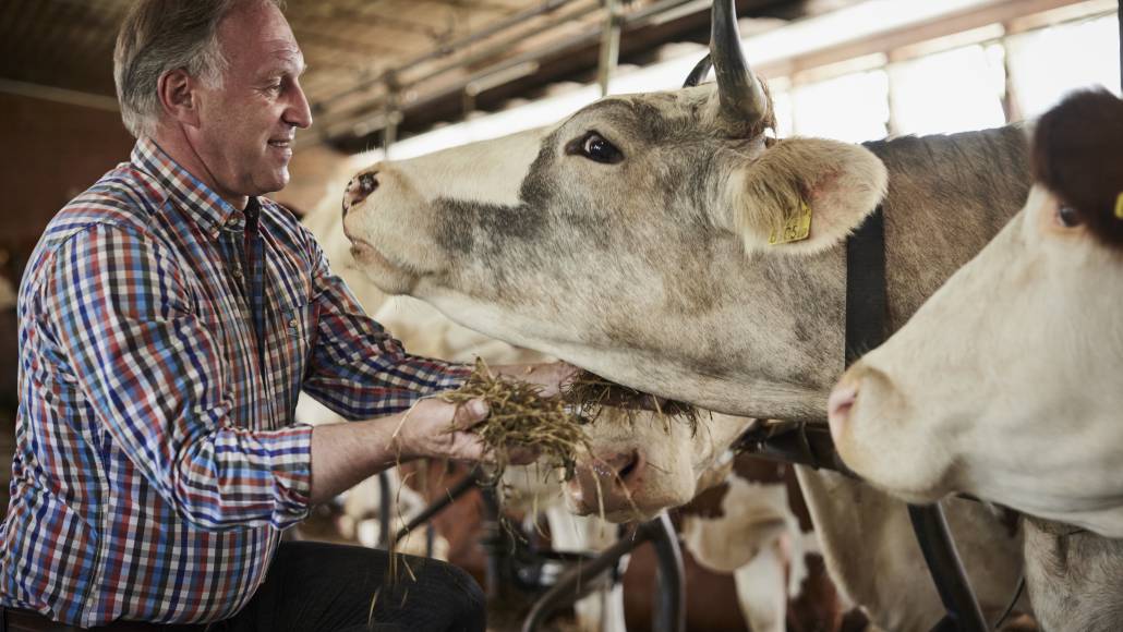 Nachhaltige Tierhaltung in der Landwirtschaft Der Brandstetterhof