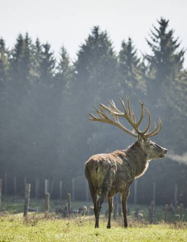 Wildhirsch auf Weide