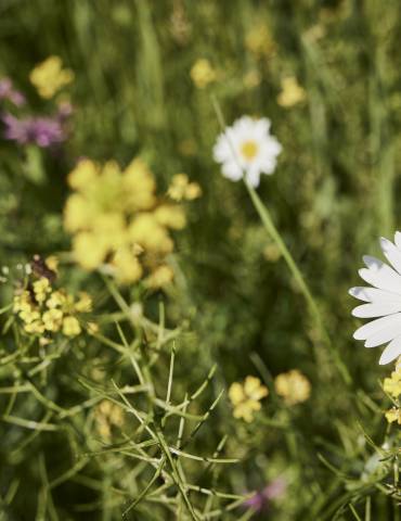 Gänseblümchen in bunter Blumenwiese