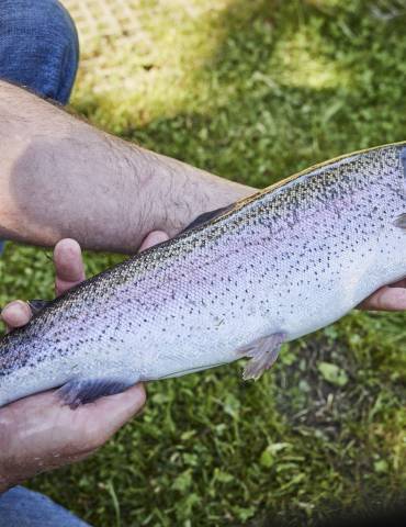 gefangene Bachforelle in der Hand vom Angler