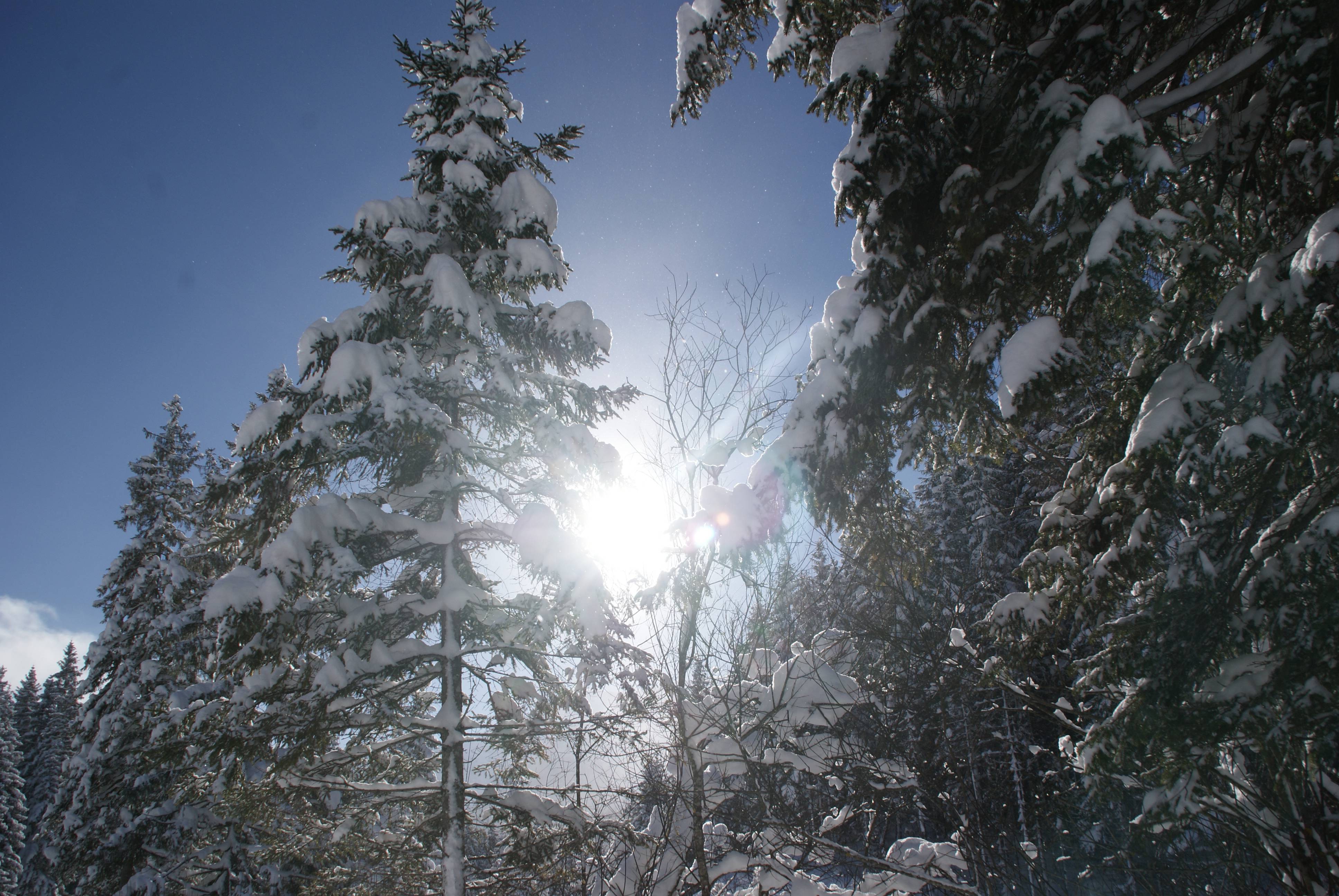 Sonne strahlt durch Schneebedeckte Baumwipfel
