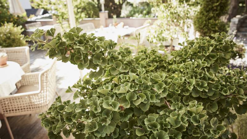 Grüne Pflanze auf Gartenterrasse