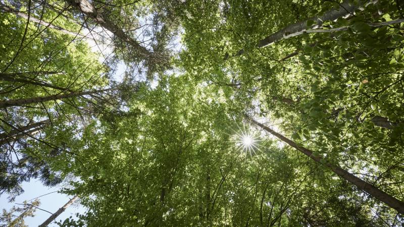 Sonne scheint durch Baumwipfel im Sommer