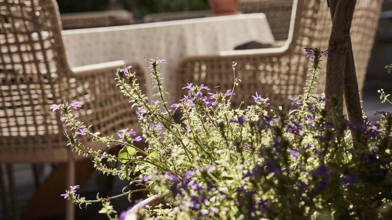 pflanze in Blumentop auf einer Terrasse