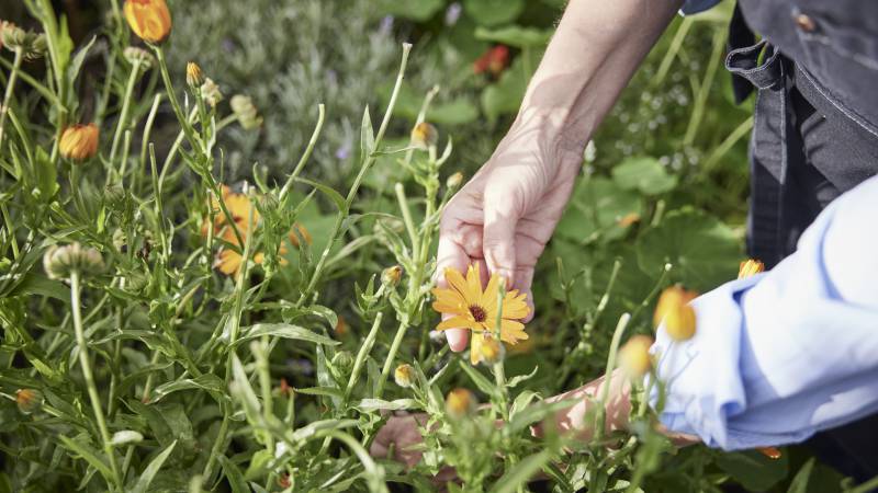 gelbe Blumen im Garten werden gepflückt