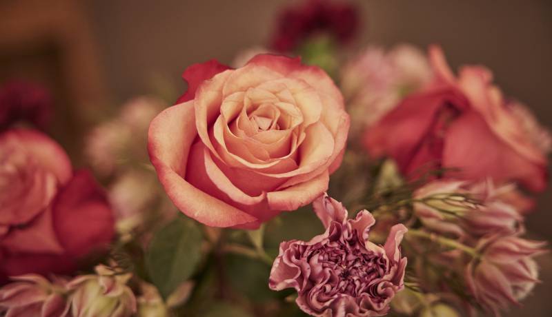 Nahaufnahme rosa Rosenblüte