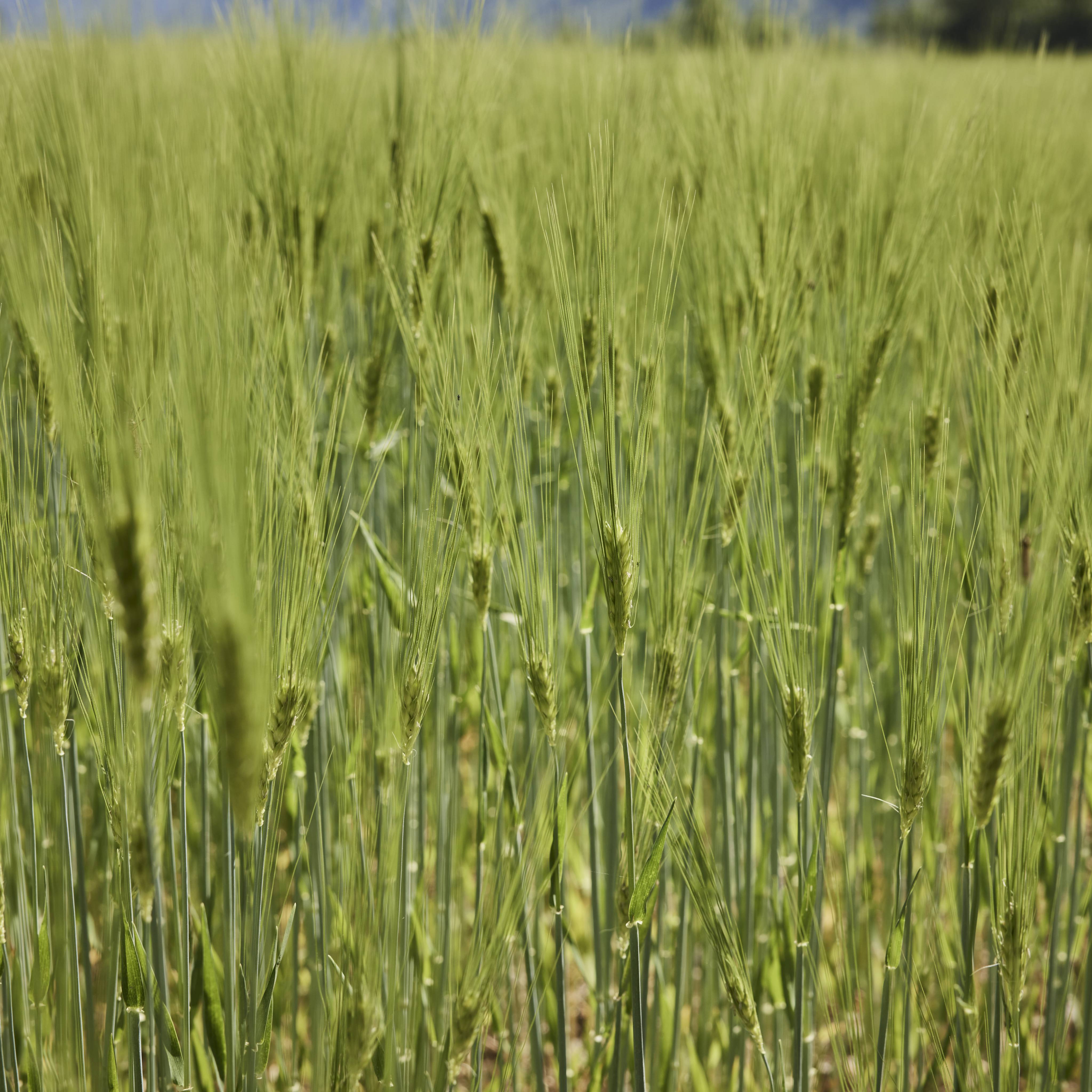 Getreidefeld Nahaufnahme im Sommer