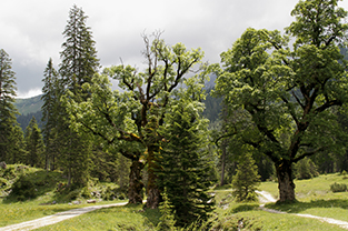 Urlaub für Erwachsene im Naturpark Karwendel in Tirol